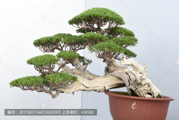 盆景盆栽