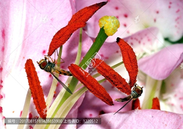 蜜蜂在工作
