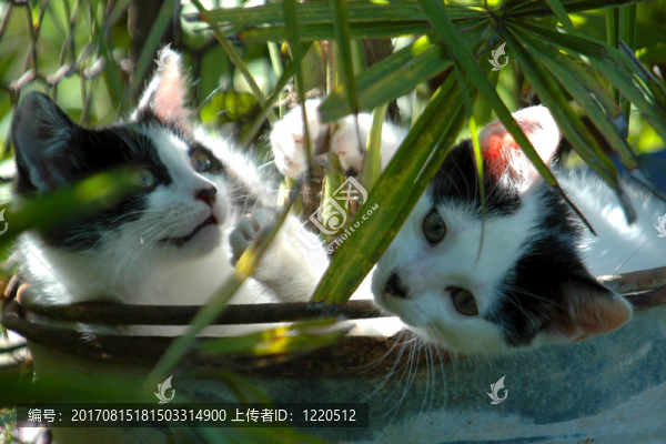 游戲
