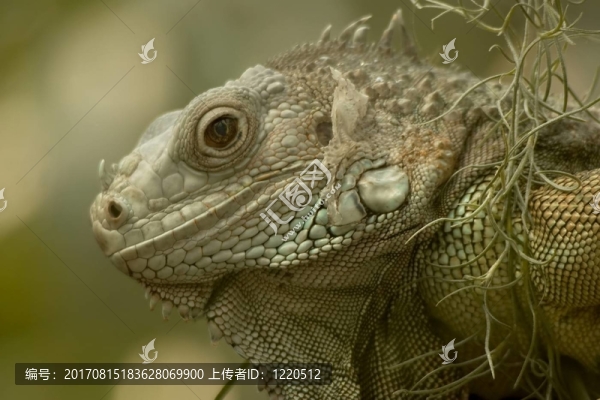 綠鬣蜥