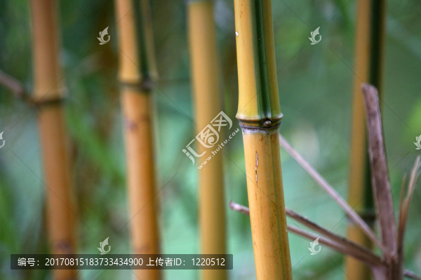 竹
