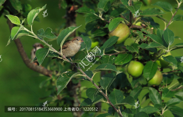 鄰居...-匯圖網(wǎng) www.fosd68.com 鄰居...
