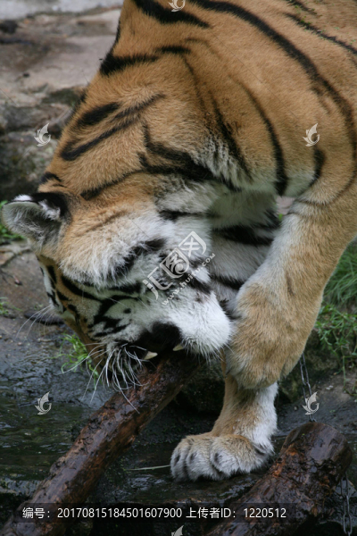 amurtiger
