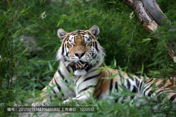 amurtiger