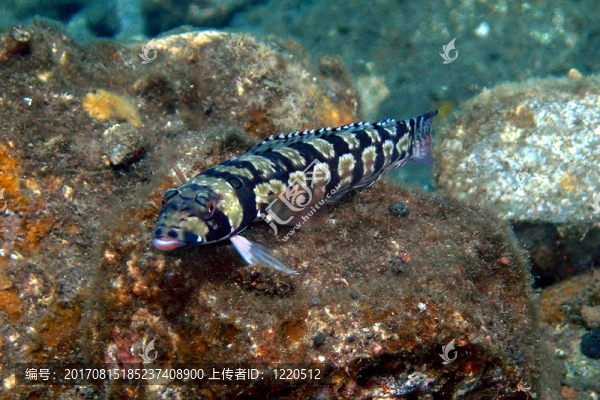蝦虎魚