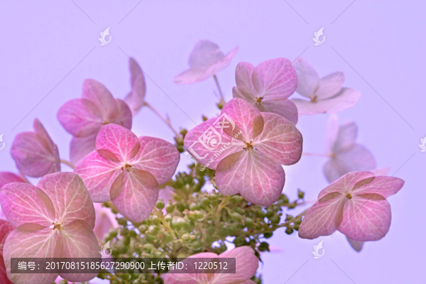 開花