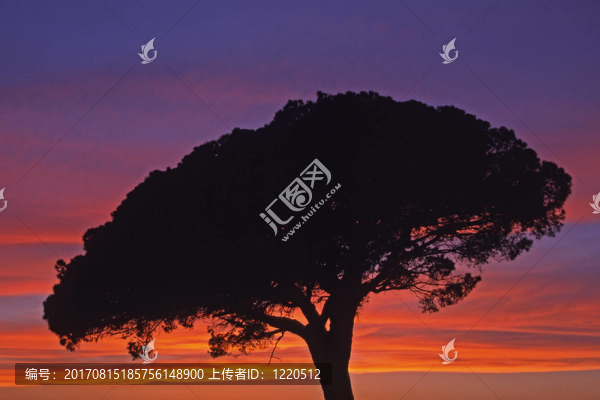 在艾格莫爾特夜空松