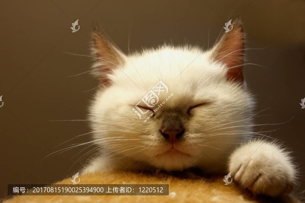 鮑勃