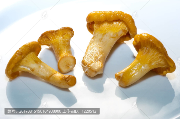 雞油菌02