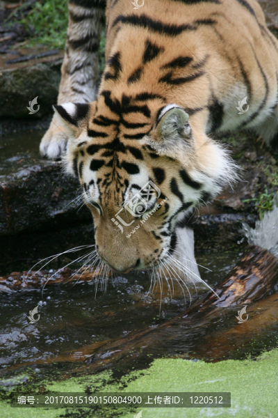amurtiger
