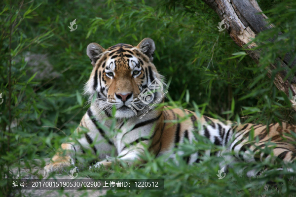 amurtiger