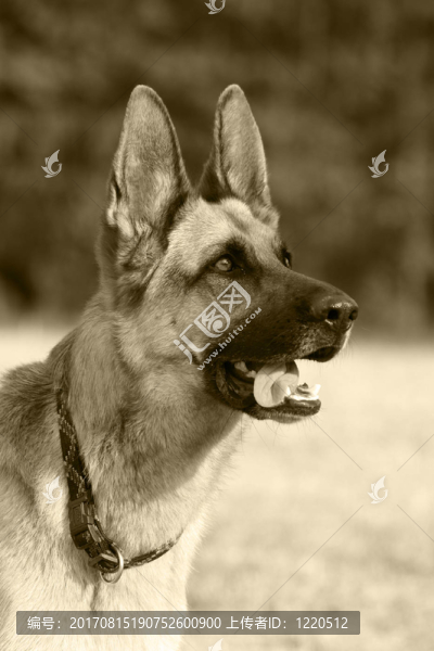 德國牧羊犬肖像
