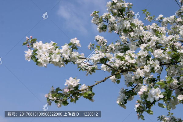 櫻花樹(shù)枝