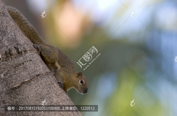 棕櫚松鼠
