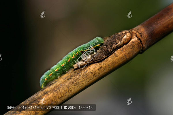 gelbling卡特彼勒之旅
