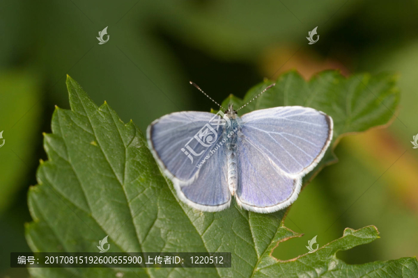 faulbaumbl？男性的統(tǒng)治，