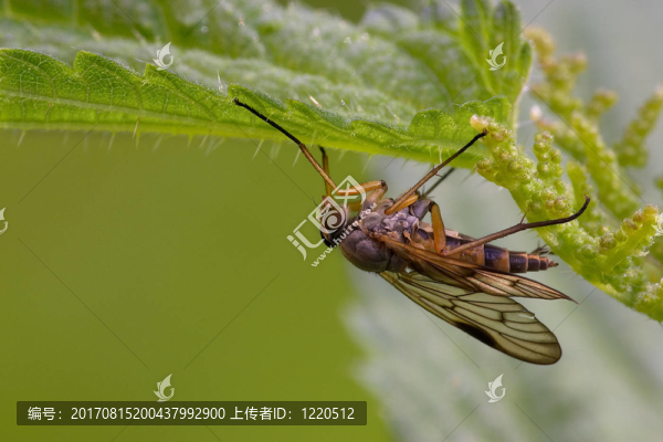 施內普夫飛