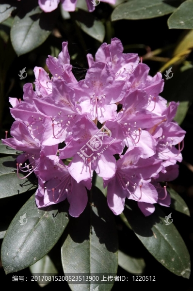 杜鵑花-,15