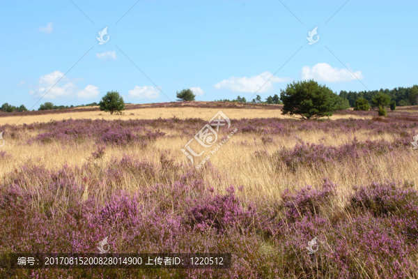 我üneburg,Heath。圖片4