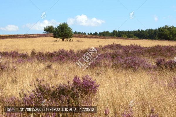 我üneburg,Heath。圖片5
