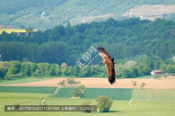 空中飛人
