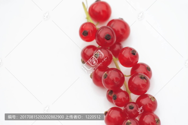 紅醋栗3