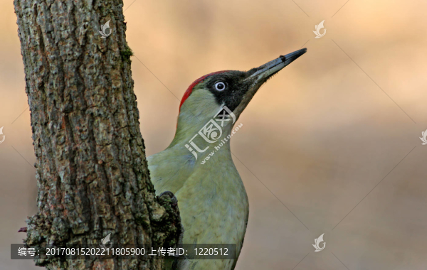 布谷鳥。