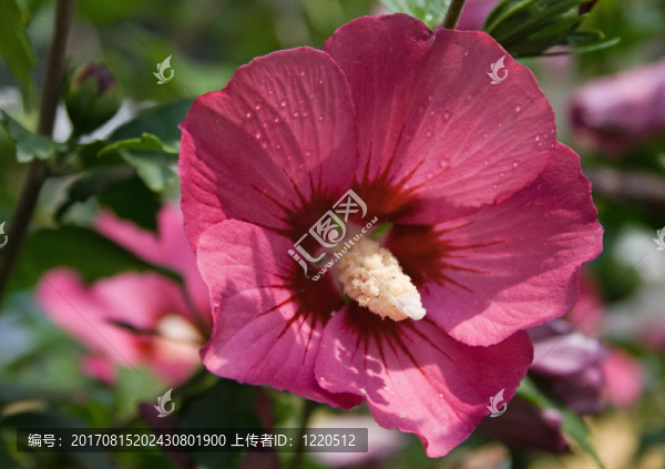 芙蓉花4