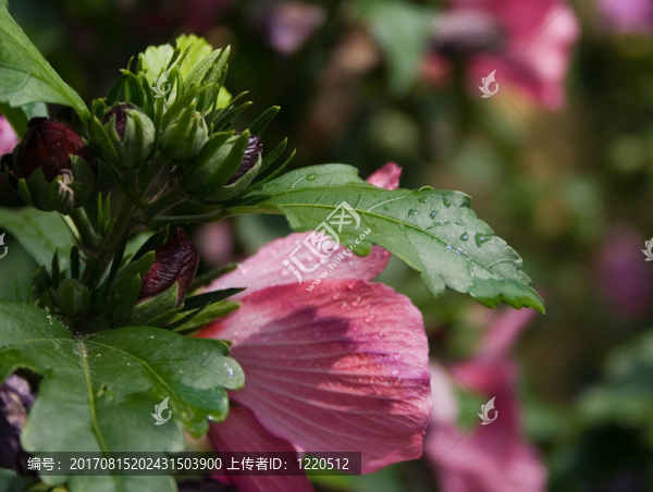 芙蓉花蕾