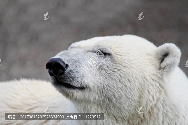 eisbaerportrait