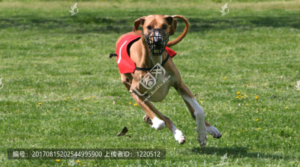 阿札瓦克犬竊喜