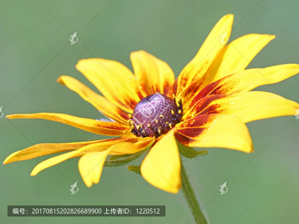 松果菊