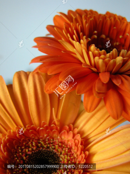 橙色-匯圖網(wǎng) www.fosd68.com 橙色