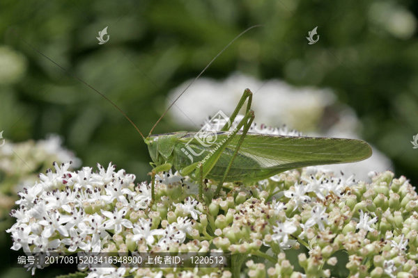 Tettigonia,viridissima，蚱蜢