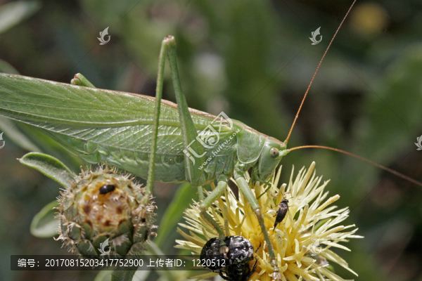 Tettigonia,viridissima，heupferd