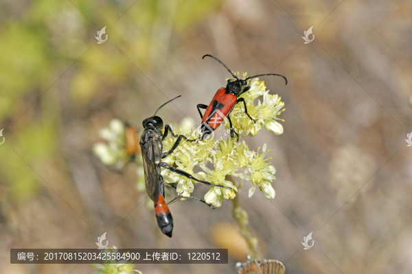Ammophila,sabulosa，sandweed，博克的甲蟲