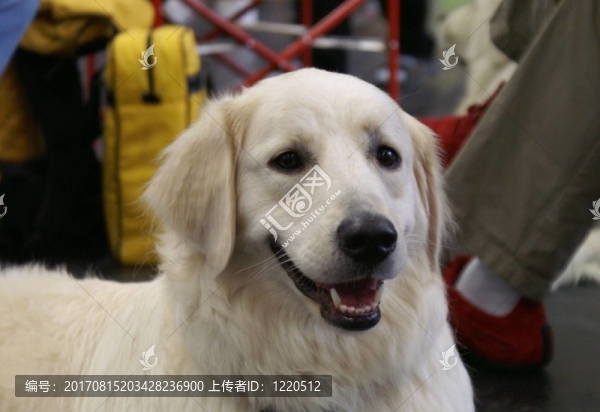 金毛獵犬