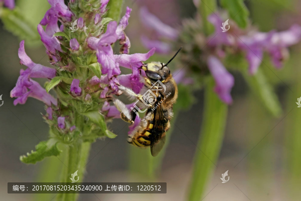 wollbiene,Anthidium，蜜蜂，樹(shù)脂