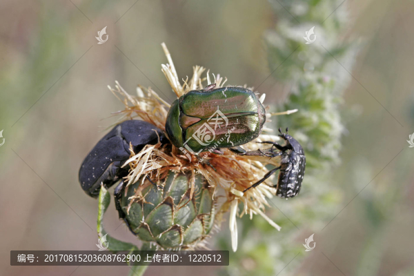 金花金龜，薔薇科