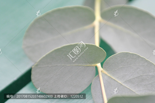 桉樹11