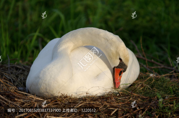 天鵝