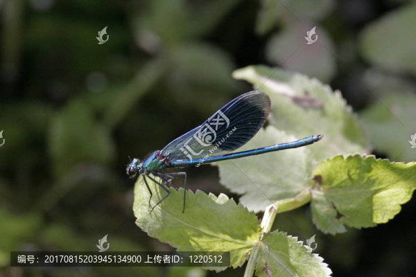 Calopteryx芨芨草，蓑羽鶴
