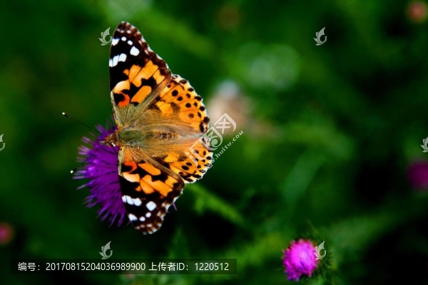 蝴蝶花