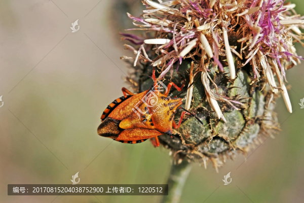 昆蟲