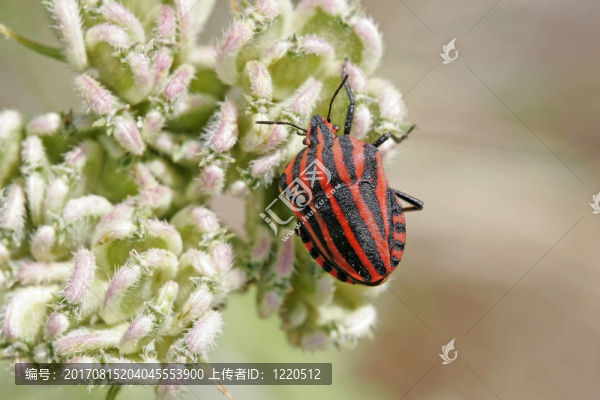 昆蟲(chóng)