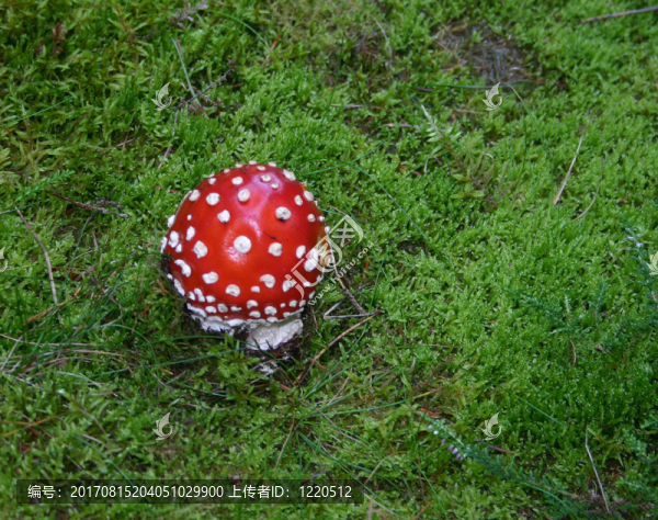 綠色