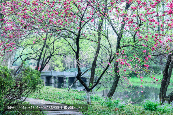 西湖晨景