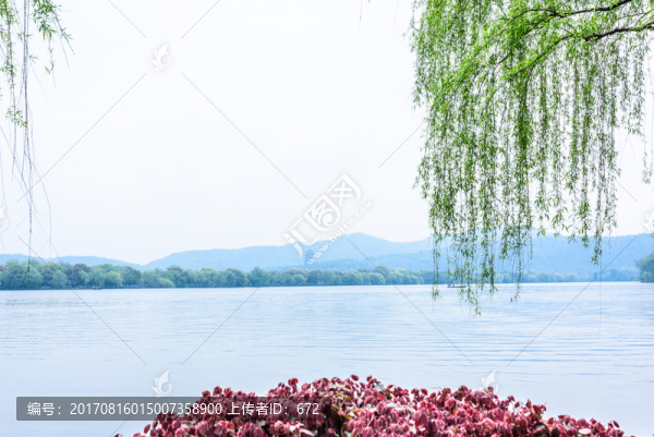 湖邊垂柳