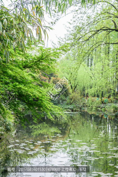 西湖晨景