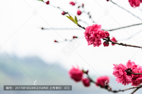 桃花